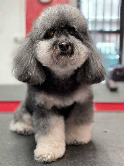 Before grooming