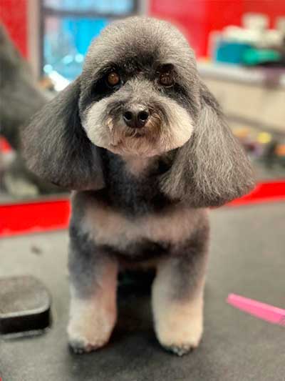 After grooming