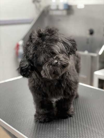 Before grooming