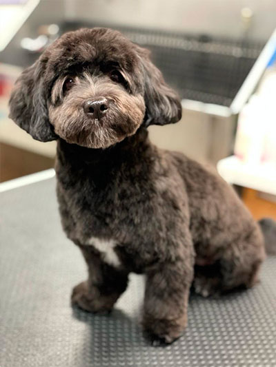 After grooming