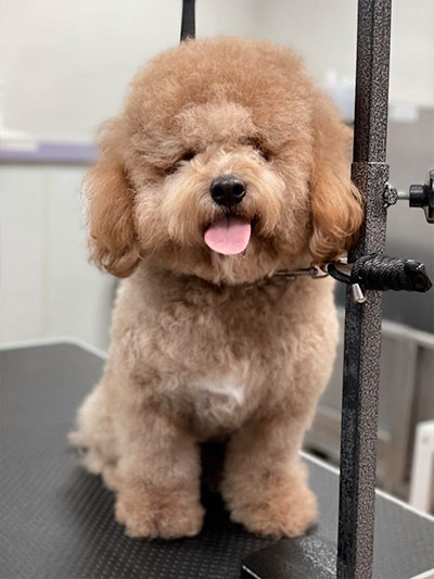 Before grooming