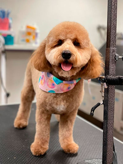 After grooming