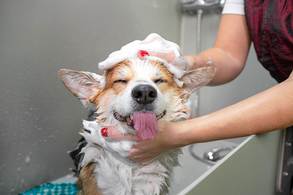 Happy dog getting a bubble bath at Pet'Ceros